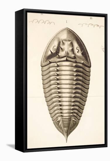 1846 Fine Victorian Trilobite Lithograph-Paul Stewart-Framed Premier Image Canvas
