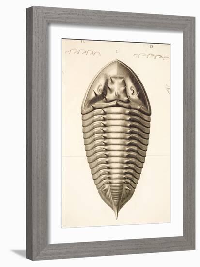 1846 Fine Victorian Trilobite Lithograph-Paul Stewart-Framed Photographic Print