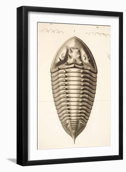 1846 Fine Victorian Trilobite Lithograph-Paul Stewart-Framed Photographic Print