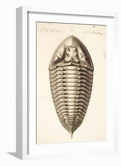 1846 Fine Victorian Trilobite Lithograph-Paul Stewart-Framed Photographic Print