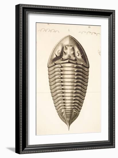 1846 Fine Victorian Trilobite Lithograph-Paul Stewart-Framed Photographic Print