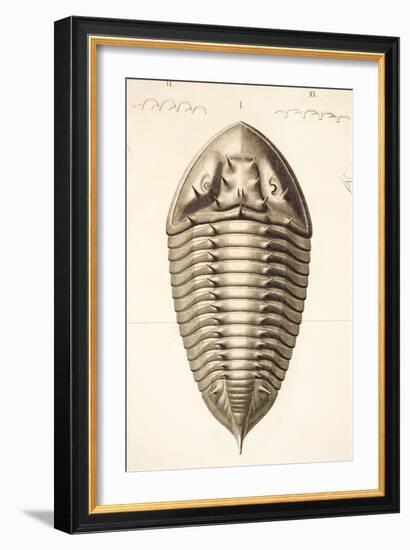 1846 Fine Victorian Trilobite Lithograph-Paul Stewart-Framed Photographic Print