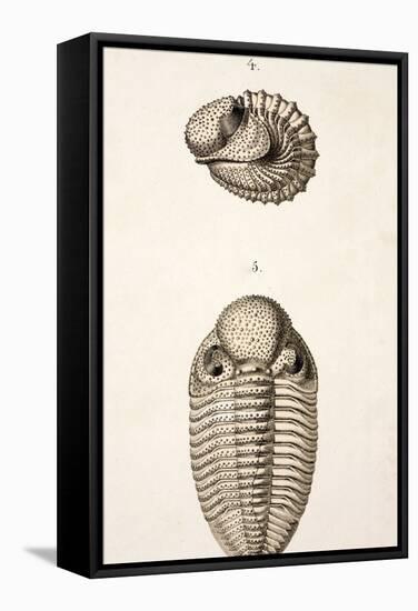 1846 Victorian Trilobite Litho Phacops-Paul Stewart-Framed Premier Image Canvas