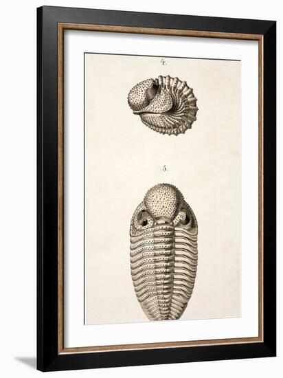 1846 Victorian Trilobite Litho Phacops-Paul Stewart-Framed Photographic Print