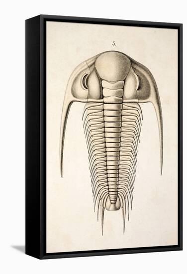 1846 Victorian Trilobite Paradoxides-Paul Stewart-Framed Premier Image Canvas