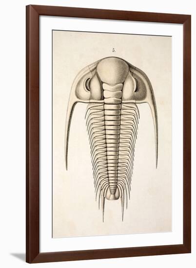 1846 Victorian Trilobite Paradoxides-Paul Stewart-Framed Photographic Print