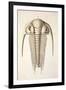 1846 Victorian Trilobite Paradoxides-Paul Stewart-Framed Photographic Print