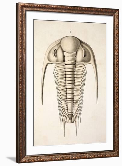 1846 Victorian Trilobite Paradoxides-Paul Stewart-Framed Photographic Print