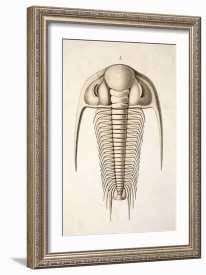 1846 Victorian Trilobite Paradoxides-Paul Stewart-Framed Photographic Print