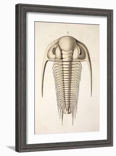 1846 Victorian Trilobite Paradoxides-Paul Stewart-Framed Photographic Print