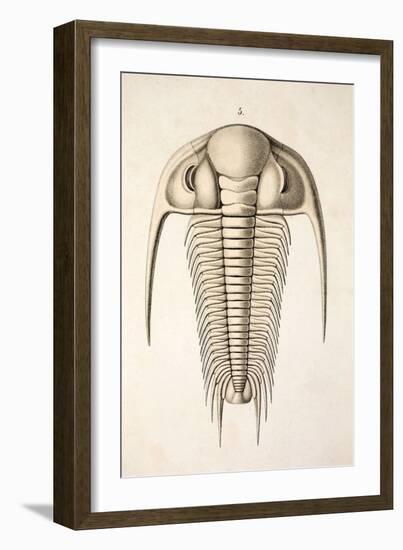 1846 Victorian Trilobite Paradoxides-Paul Stewart-Framed Photographic Print