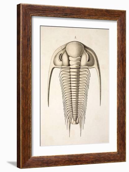 1846 Victorian Trilobite Paradoxides-Paul Stewart-Framed Photographic Print