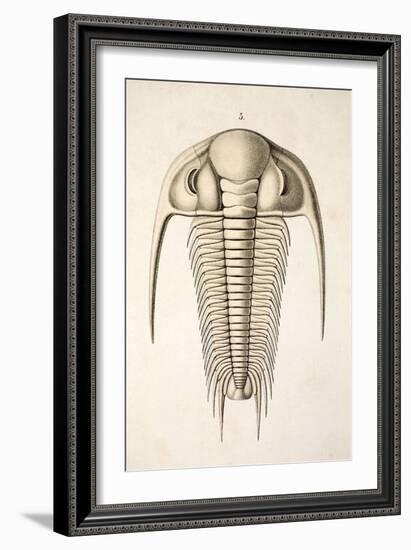 1846 Victorian Trilobite Paradoxides-Paul Stewart-Framed Photographic Print