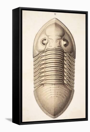 1846 Victorian Trilobite Platycephalus-Paul Stewart-Framed Premier Image Canvas