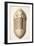 1846 Victorian Trilobite Platycephalus-Paul Stewart-Framed Photographic Print