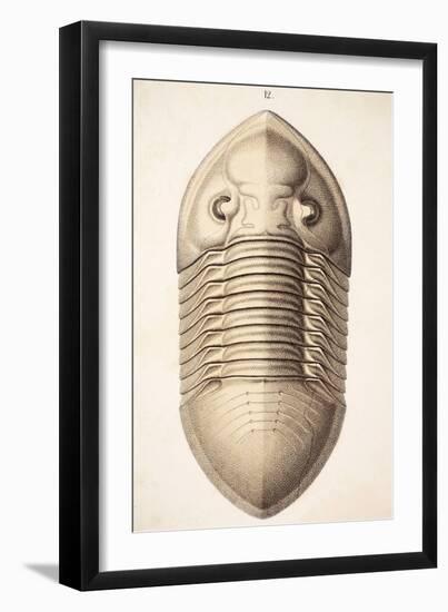 1846 Victorian Trilobite Platycephalus-Paul Stewart-Framed Photographic Print