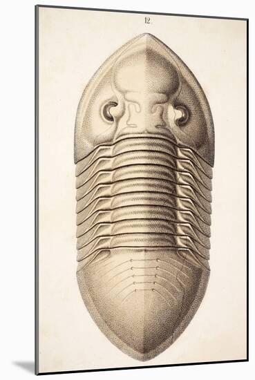 1846 Victorian Trilobite Platycephalus-Paul Stewart-Mounted Photographic Print