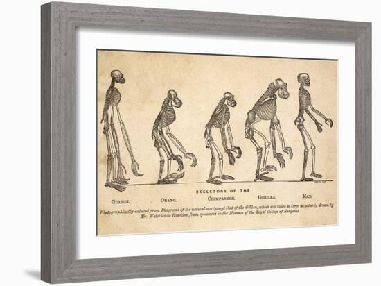 1863 Huxley From Ape To Man, Age-toned-Paul Stewart-Framed Photographic Print