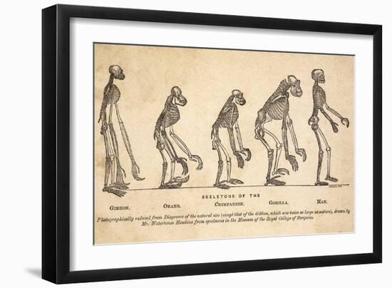 1863 Huxley From Ape To Man, Age-toned-Paul Stewart-Framed Photographic Print