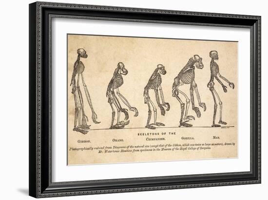 1863 Huxley From Ape To Man, Age-toned-Paul Stewart-Framed Photographic Print