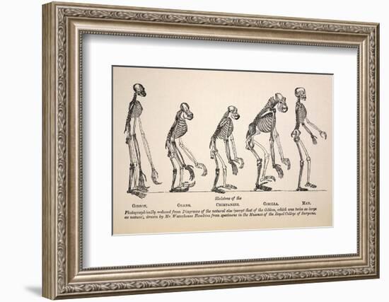 1863 Huxley From Ape To Man Evolution-Stewart Stewart-Framed Photographic Print