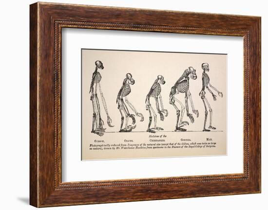1863 Huxley From Ape To Man Evolution-Stewart Stewart-Framed Photographic Print