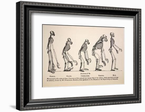 1863 Huxley From Ape To Man Evolution-Stewart Stewart-Framed Photographic Print