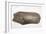 1865 Carved Mammoth Tusk, Human Antiquity-Paul Stewart-Framed Photographic Print