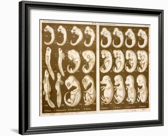 1874 Ernst Haeckel Embryo Drawings-Paul Stewart-Framed Photographic Print