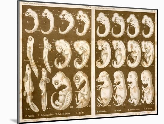 1874 Ernst Haeckel Embryo Drawings-Paul Stewart-Mounted Photographic Print