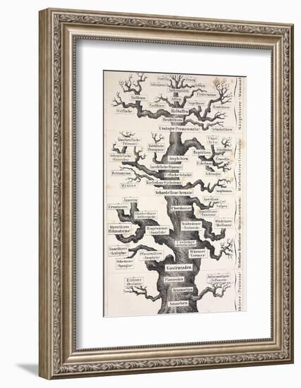 1874 Haeckel First Full 'tree of Life'-Stewart Stewart-Framed Photographic Print