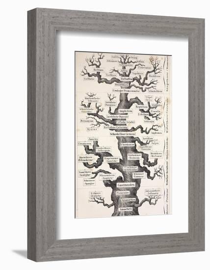 1874 Haeckel First Full 'tree of Life'-Stewart Stewart-Framed Photographic Print