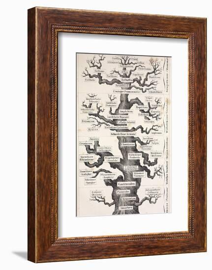 1874 Haeckel First Full 'tree of Life'-Stewart Stewart-Framed Photographic Print