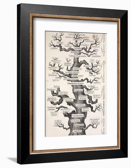 1874 Haeckel First Full 'tree of Life'-Stewart Stewart-Framed Photographic Print