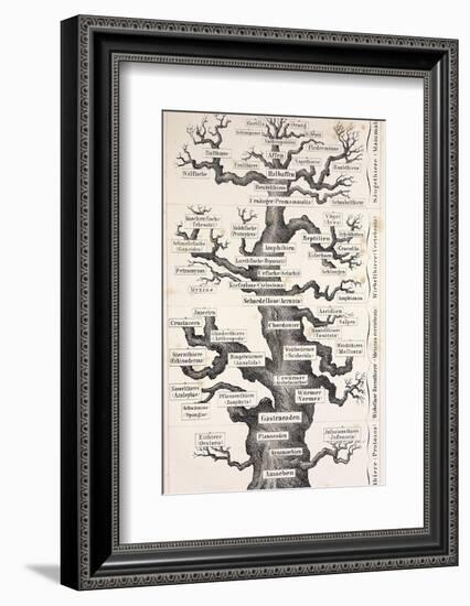 1874 Haeckel First Full 'tree of Life'-Stewart Stewart-Framed Photographic Print
