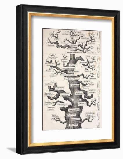 1874 Haeckel First Full 'tree of Life'-Stewart Stewart-Framed Photographic Print