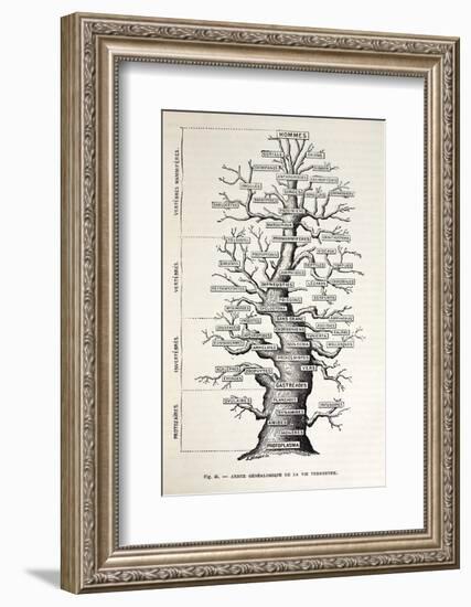 1886 French Copy Haeckel 'tree of Life'-Stewart Stewart-Framed Photographic Print