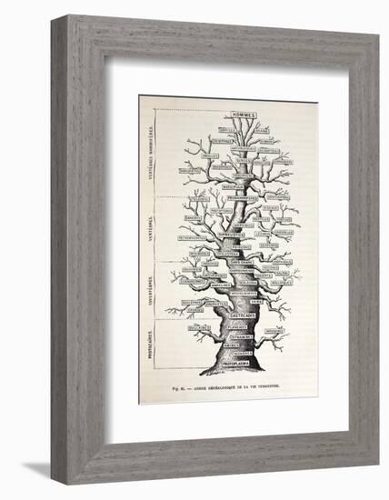 1886 French Copy Haeckel 'tree of Life'-Stewart Stewart-Framed Photographic Print