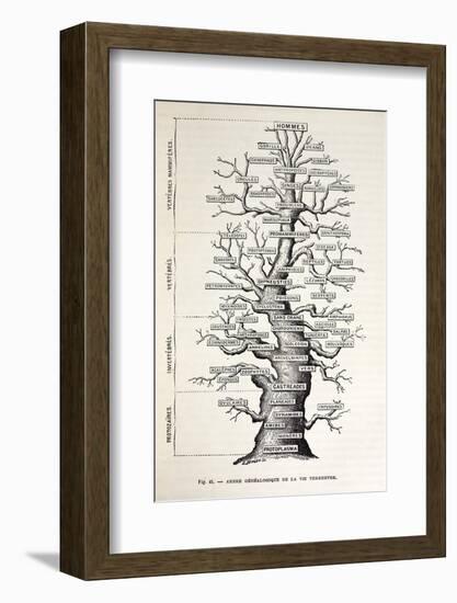 1886 French Copy Haeckel 'tree of Life'-Stewart Stewart-Framed Photographic Print