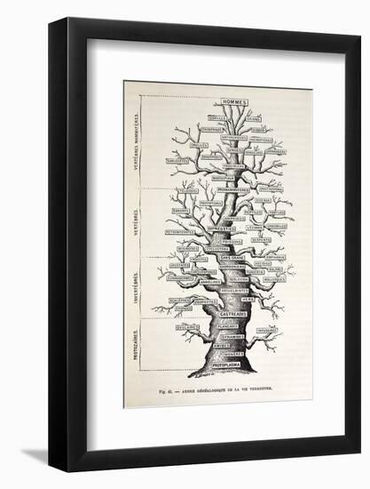 1886 French Copy Haeckel 'tree of Life'-Stewart Stewart-Framed Photographic Print