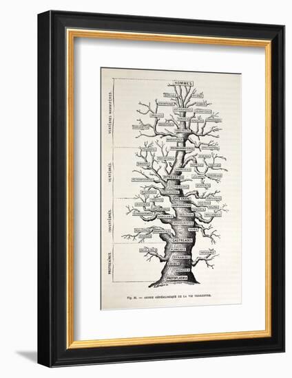 1886 French Copy Haeckel 'tree of Life'-Stewart Stewart-Framed Photographic Print