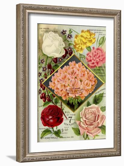 1893 Maule's See Geraniums-Vintage Apple Collection-Framed Giclee Print