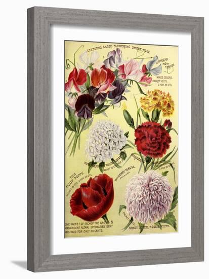 1893 Maule's Seed Asters-Vintage Apple Collection-Framed Giclee Print