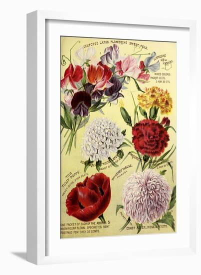 1893 Maule's Seed Asters-Vintage Apple Collection-Framed Giclee Print