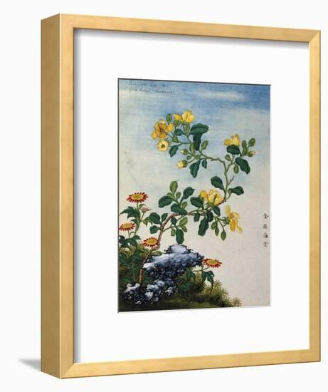 18th-Century Chinese Watercolor of Gold Thread Plant-null-Framed Premium Giclee Print