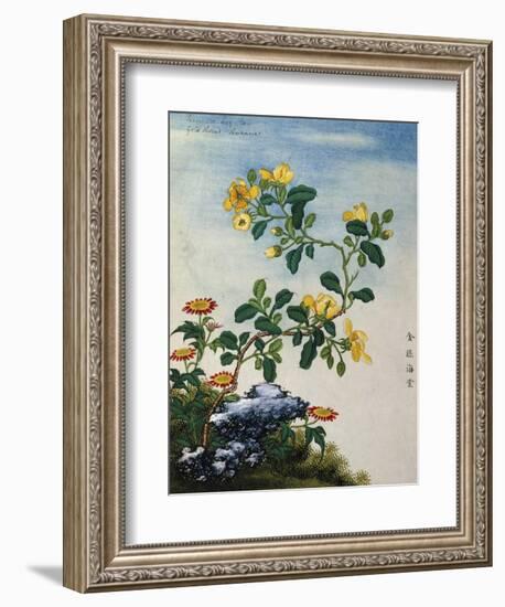 18th-Century Chinese Watercolor of Gold Thread Plant-null-Framed Giclee Print