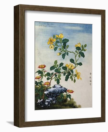 18th-Century Chinese Watercolor of Gold Thread Plant--Framed Giclee Print