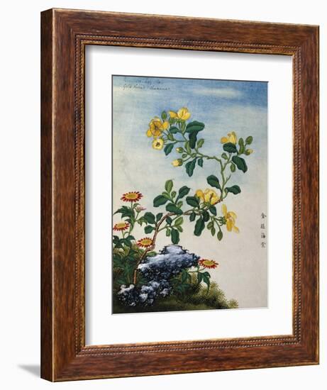 18th-Century Chinese Watercolor of Gold Thread Plant-null-Framed Giclee Print