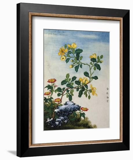 18th-Century Chinese Watercolor of Gold Thread Plant-null-Framed Giclee Print