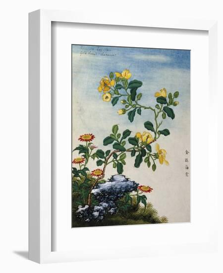 18th-Century Chinese Watercolor of Gold Thread Plant-null-Framed Giclee Print